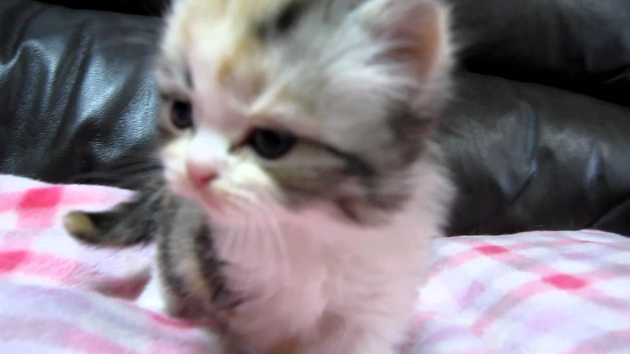 ３番　キャリコ立ち耳のスコティッシュフォールド赤ちゃん♪