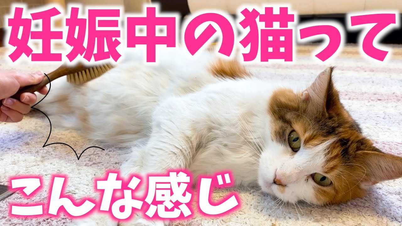 【妊娠中の猫】お腹が大きくなってきた！【メインクーン】