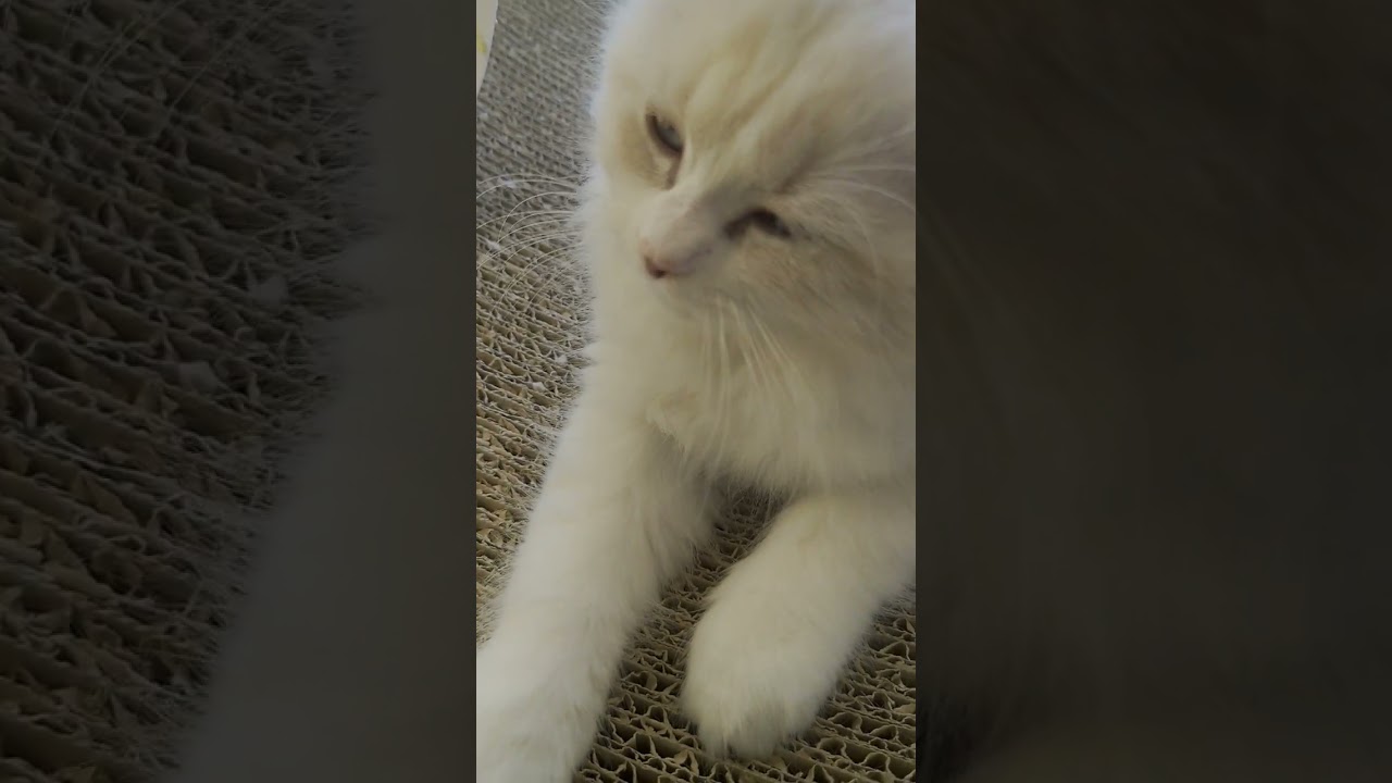 撫でて欲しい時にはハスキーボイス#ラガマフィン#子猫