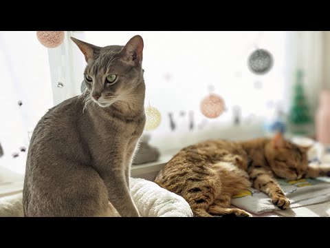 メリークリスマス☆ねこちゃんず（ロシアンブルー＆アビシニアンMIX＆ベンガルMIX） #shorts