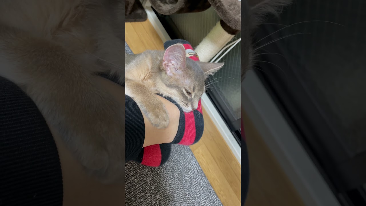 ぴったり子猫 #shorts  #ソマリブルー