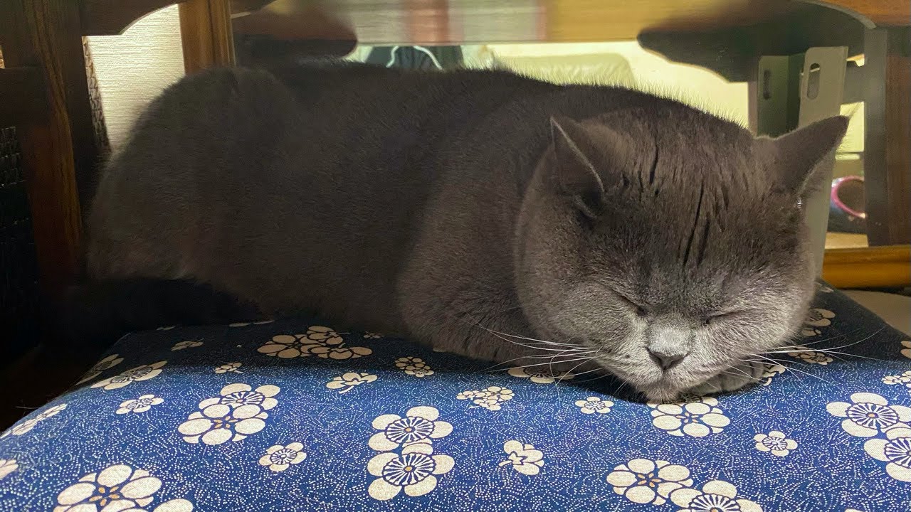 【Brilog 073】㊗️オランダ生活を終えて無事に日本にたどり着いた猫と飼い主の2日間🇯🇵