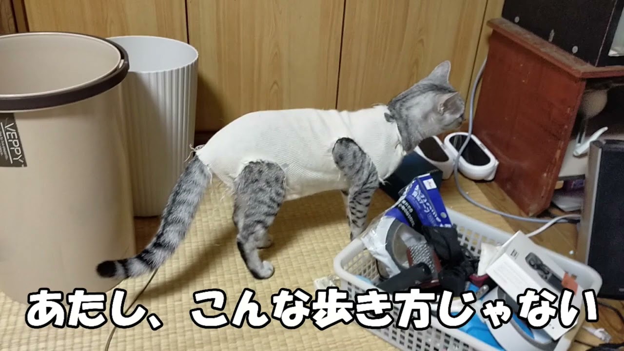 【エジプシャンマウはる】　避妊手術の抜糸。お疲れ様