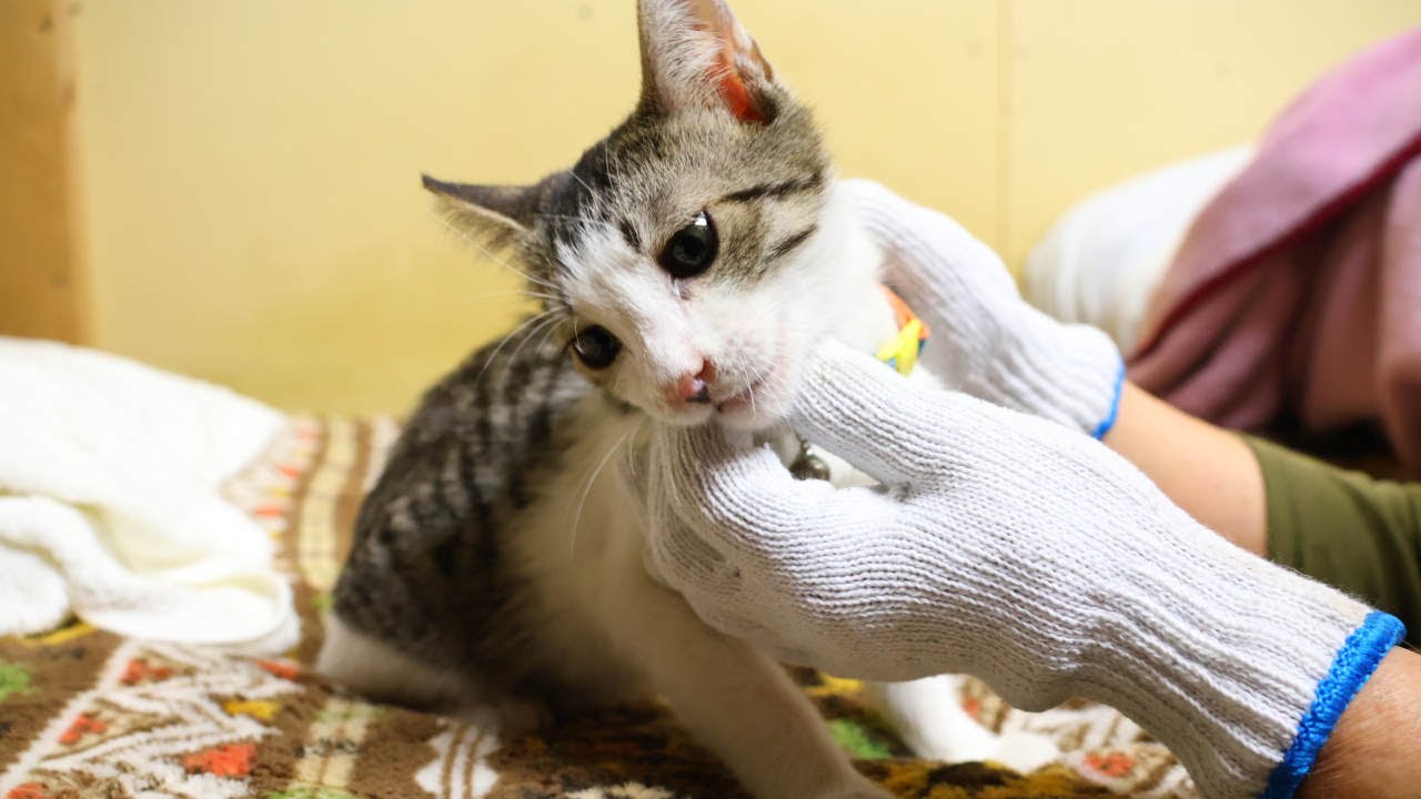 子猫をなでなで　221225