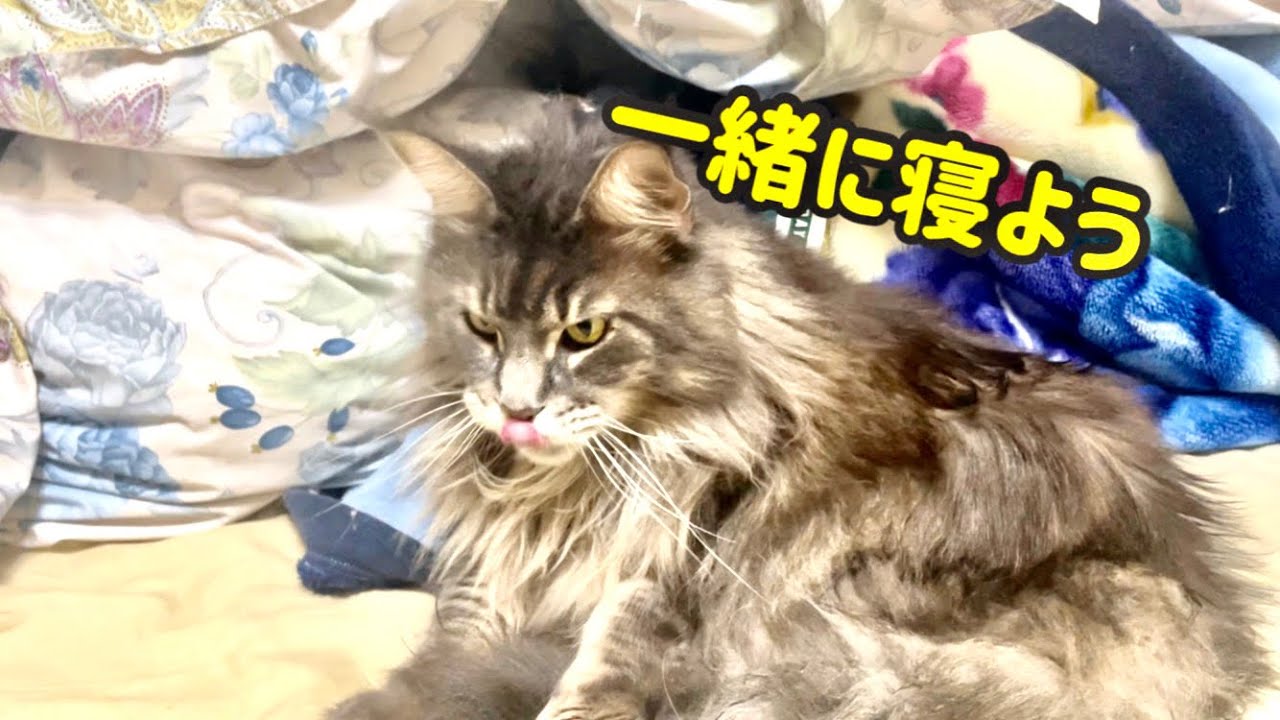 アリスさんの日常【メインクーン】一緒に寝よう
