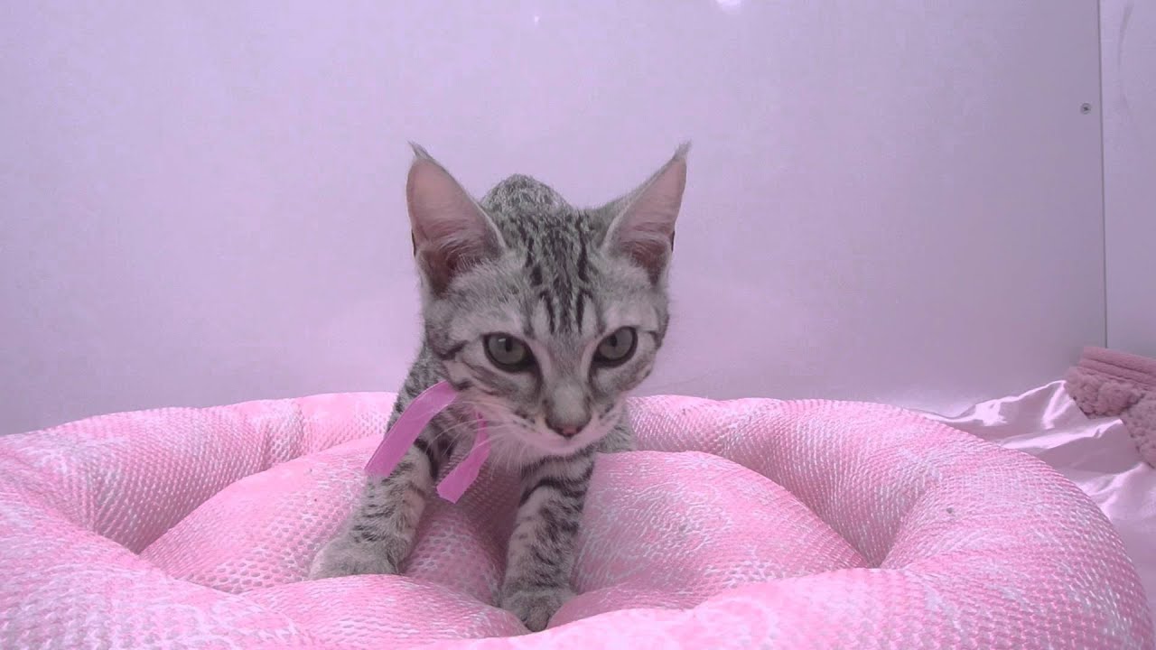 275072オシキャット