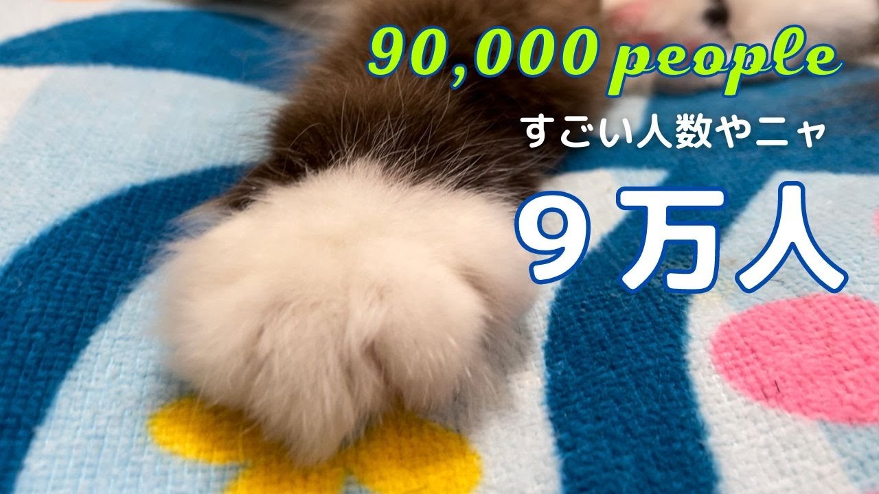 すごい人数やニャ【９万人】90,000 people（バーマン猫）Birman/Cat