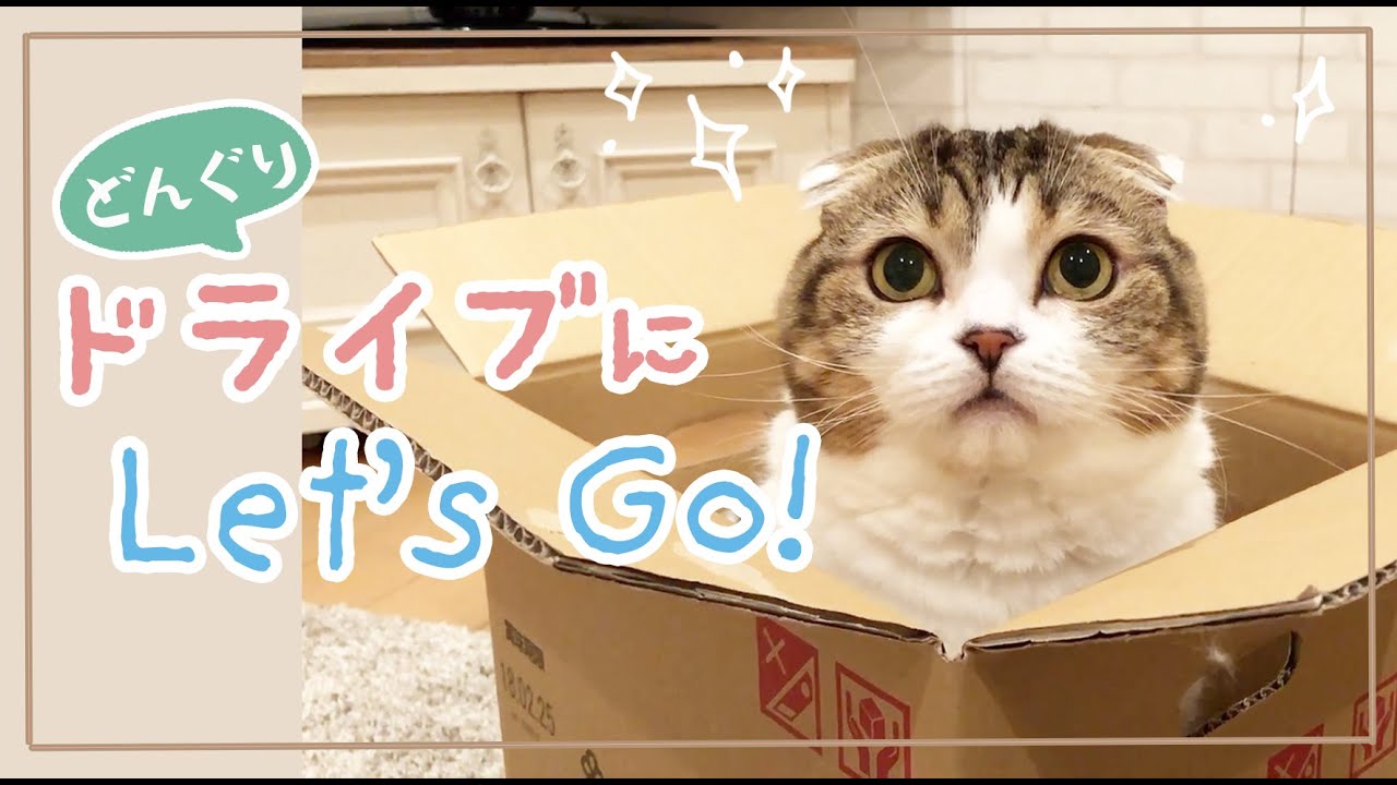 【ダンボール大好き】箱に乗ってドライブする猫（スコティッシュフォールド）