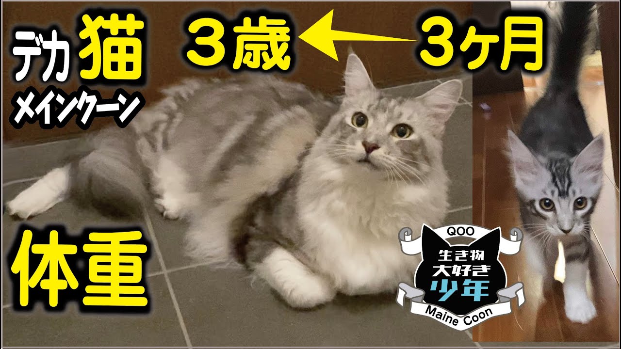 【メインクーン】3歳大型猫の体重。まだまだ大きくなる？