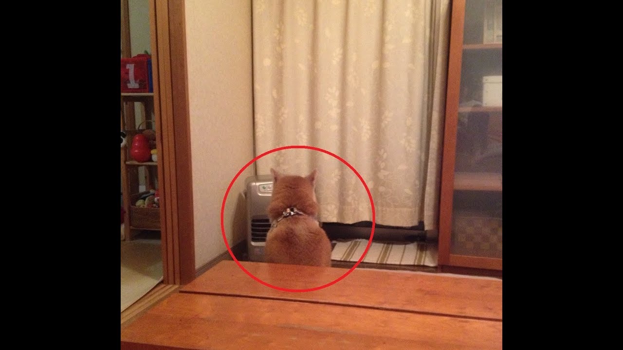 寒さでだめになってしまった犬ちゃんたちが可愛くて癒される件ｗ～Dog that has become useless in the cold.