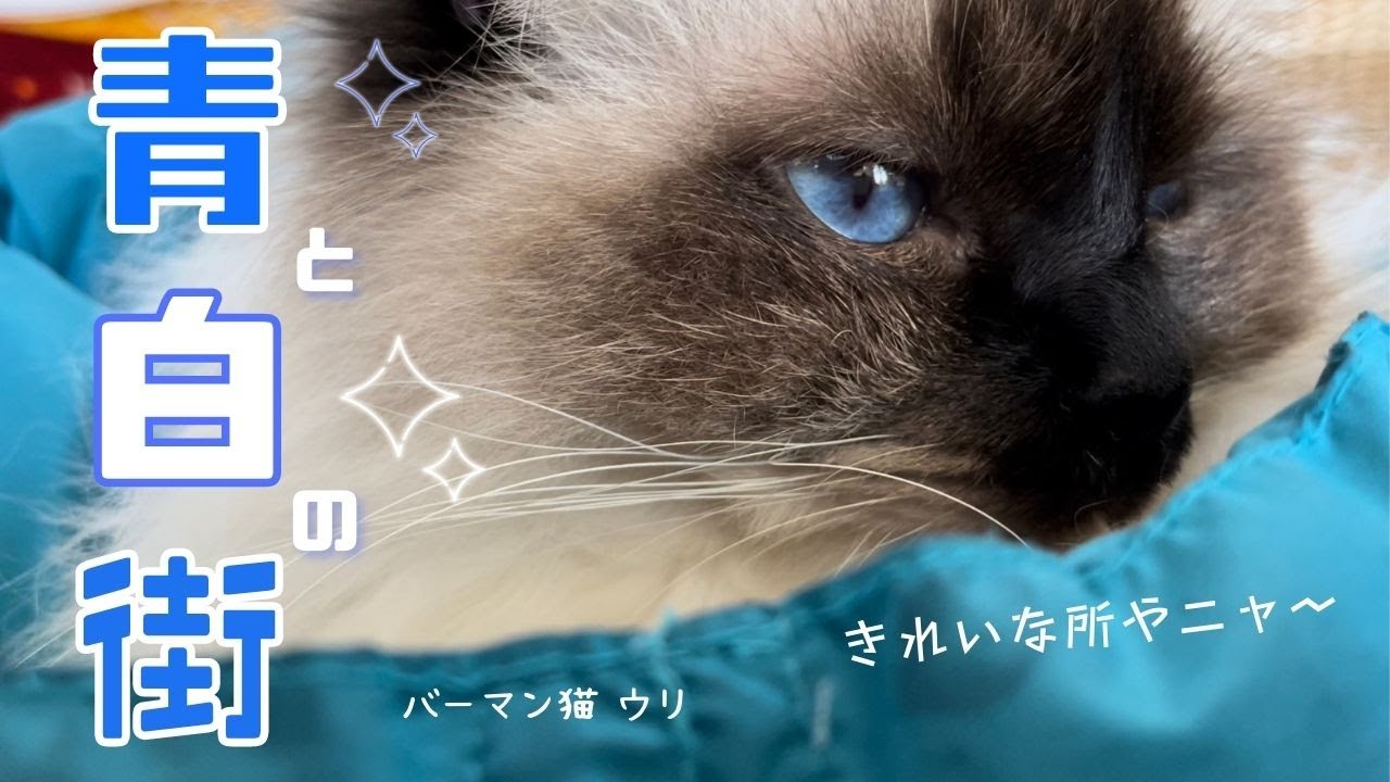青いブランケットと青い目のバーマン猫ウリ【青と白の街】Blue and white city（バーマン猫）Birman/Cat