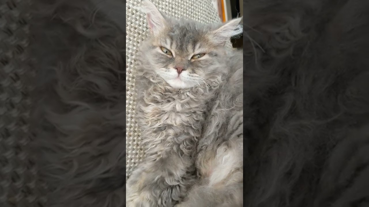 何見てるのー！　セルカークレックス フクロモモンガ take80 [ももっけ] MoMokke[sugarglider] #short