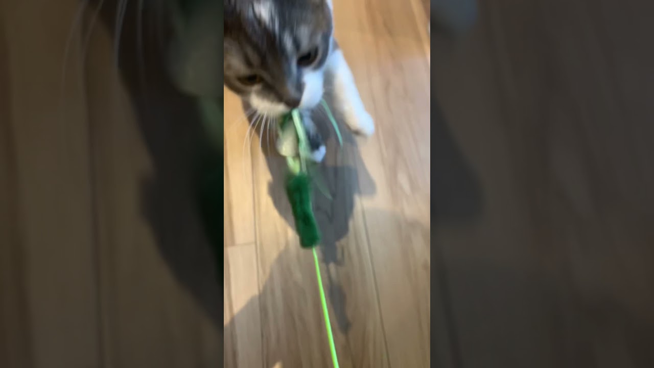 猫じゃらしをめぐって全力で綱引きした結果…【アメリカンカール・たぴ】