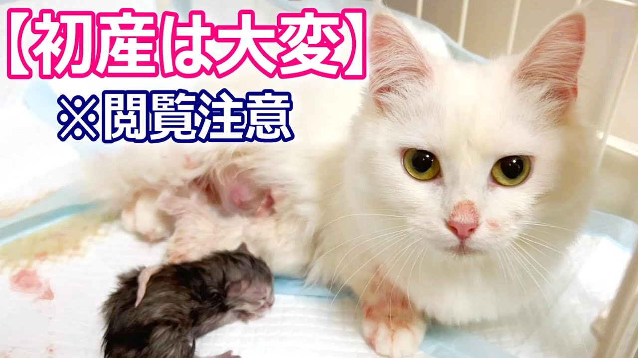 【閲覧注意】マンチカンの初出産をハァハァ言いながら手伝う件 ∼猫のいる生活Vol.365∼ 出産動画 マンチカン短足・ミヌエット・ペルシャ猫専門ブリーダー『ペット蔵人』