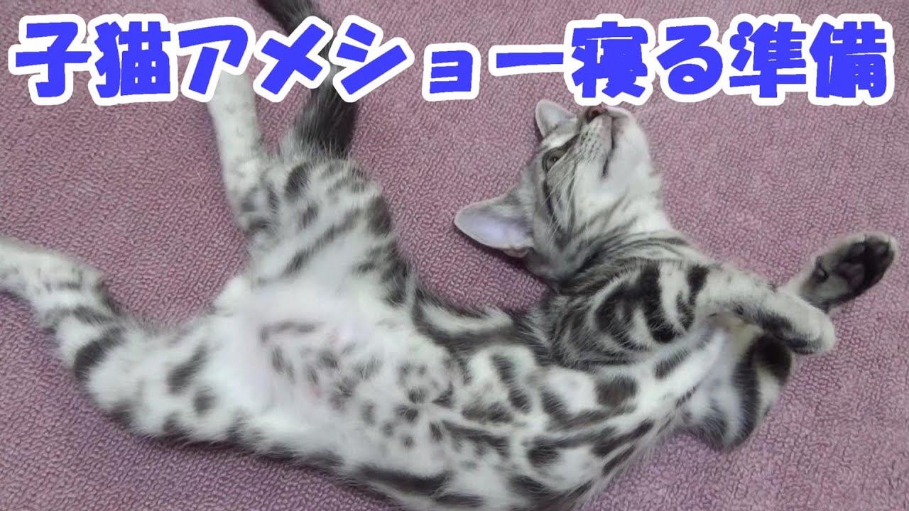 アメショー子猫の寝る準備、子猫の癒し動画（アメリカンショートヘア）