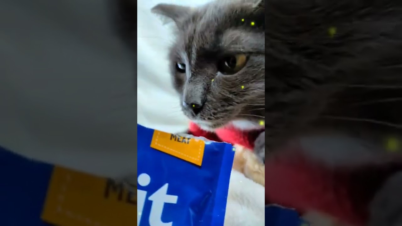 KORAT CAT/#eating