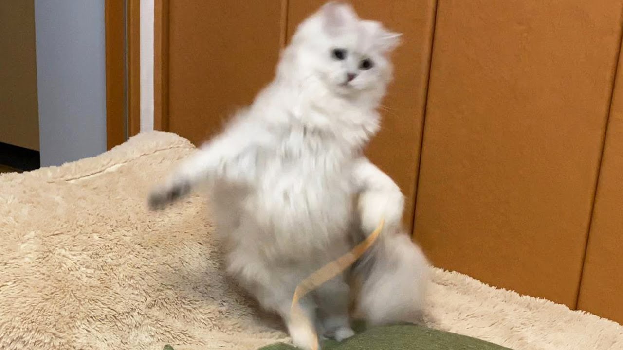 我が家のペルシャ猫が元気すぎる