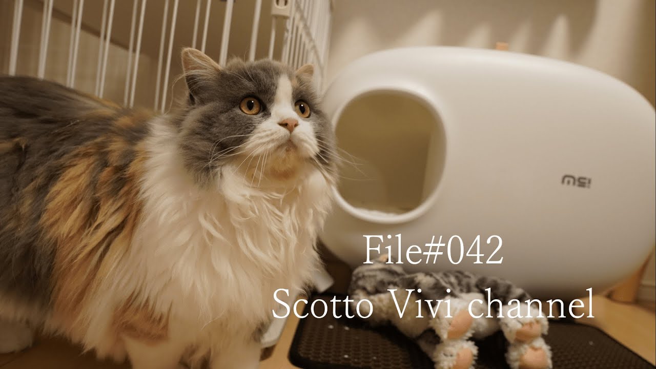 File#042～長毛スコティッシュフォールドに新しいトイレを買ってあげた～