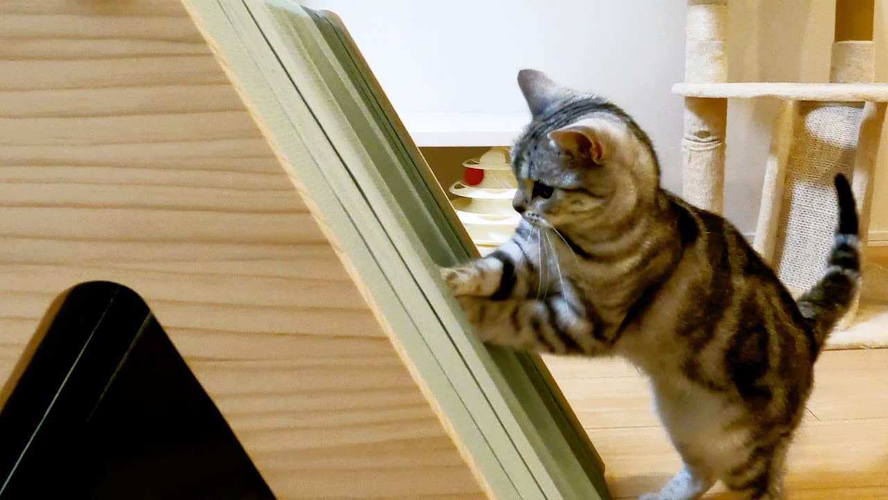 三角キャットハウスでマイペースに遊ぶ猫【アメリカンショートヘアー】