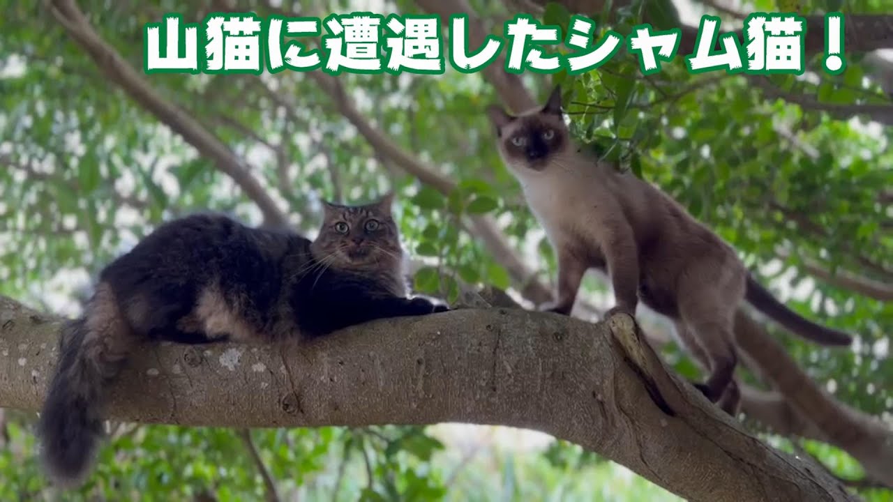 山猫にシャム猫が遭遇したら❓