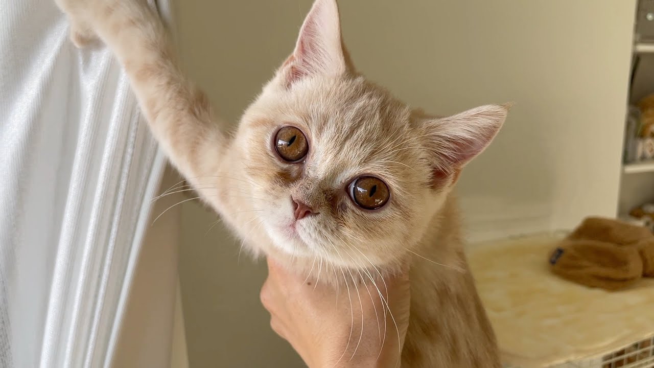 悪さをする４ヶ月の困った猫【ブリティッシュショートヘア 】