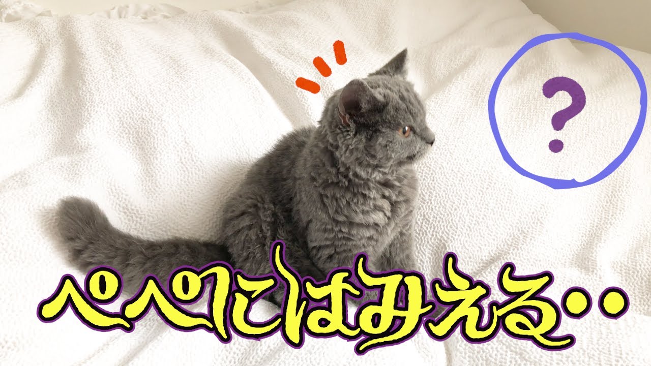 見えない何かを捕まえに行く猫｜セルカークレックス｜ブリティッシュショートヘア