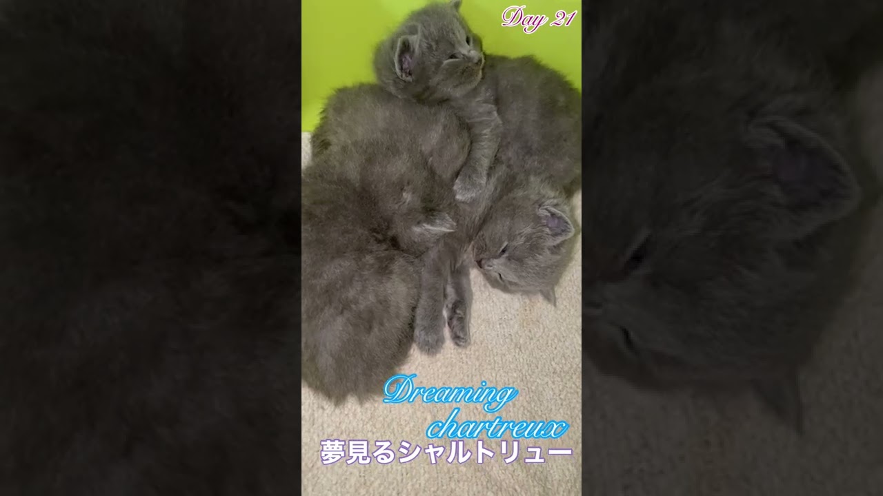 【シャルトリュー子猫】あくび二つ#shorts