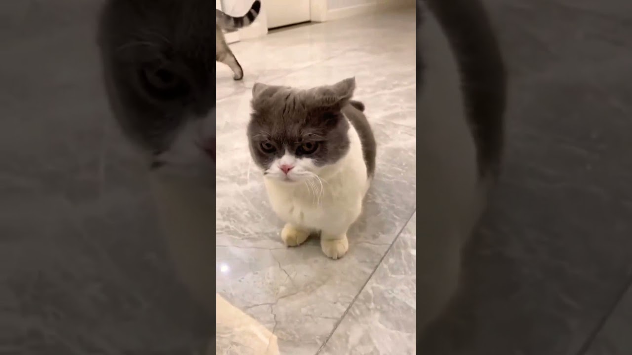 Cornish Rex ✨ Cornish Rex Cat ✨ Cornish Rex Kittens ✨ Manx Cats