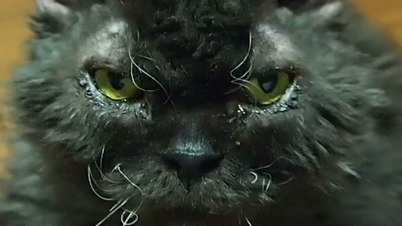 Shuan, the selkirk rex. セルカークレックスのシュワン