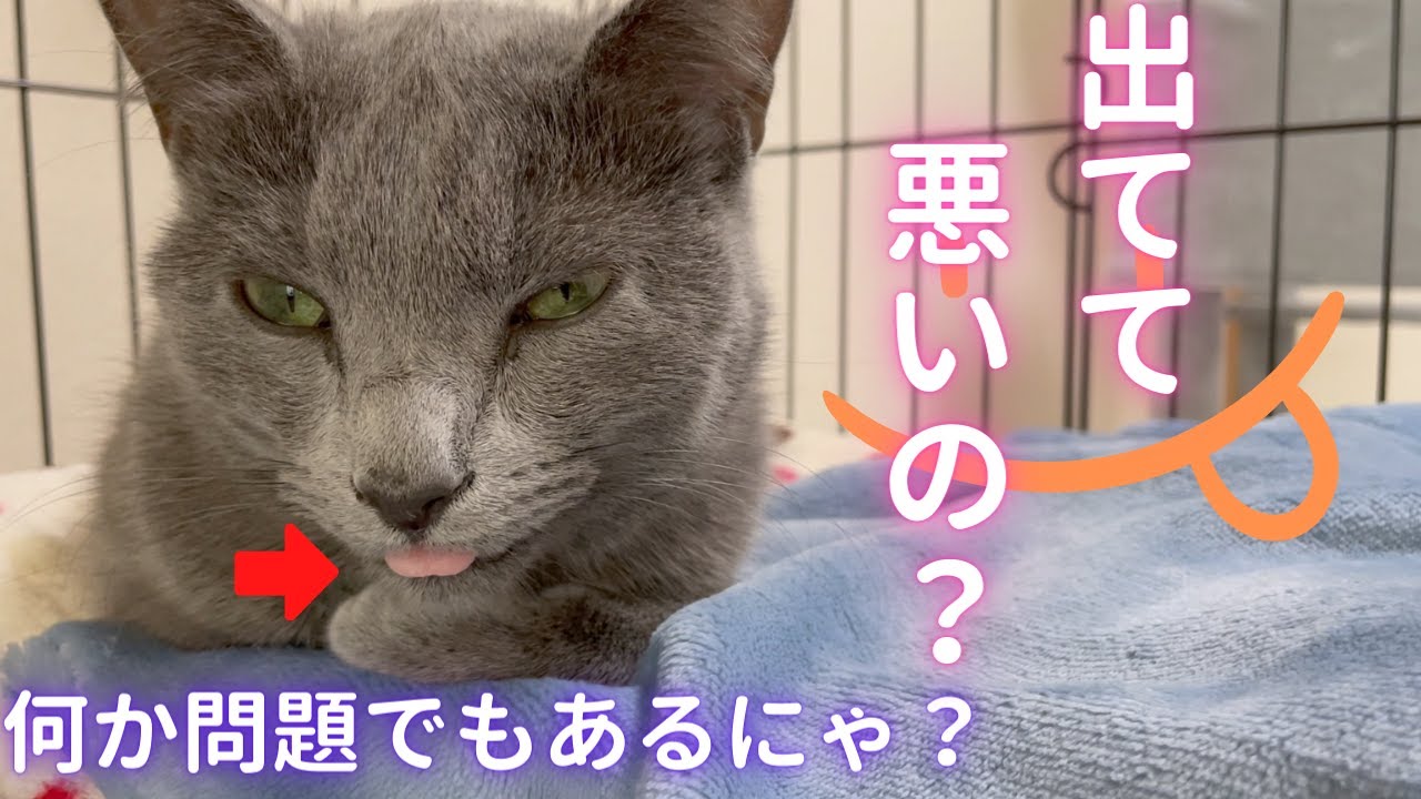 出てるけど大丈夫？な猫（ロシアンブルー）