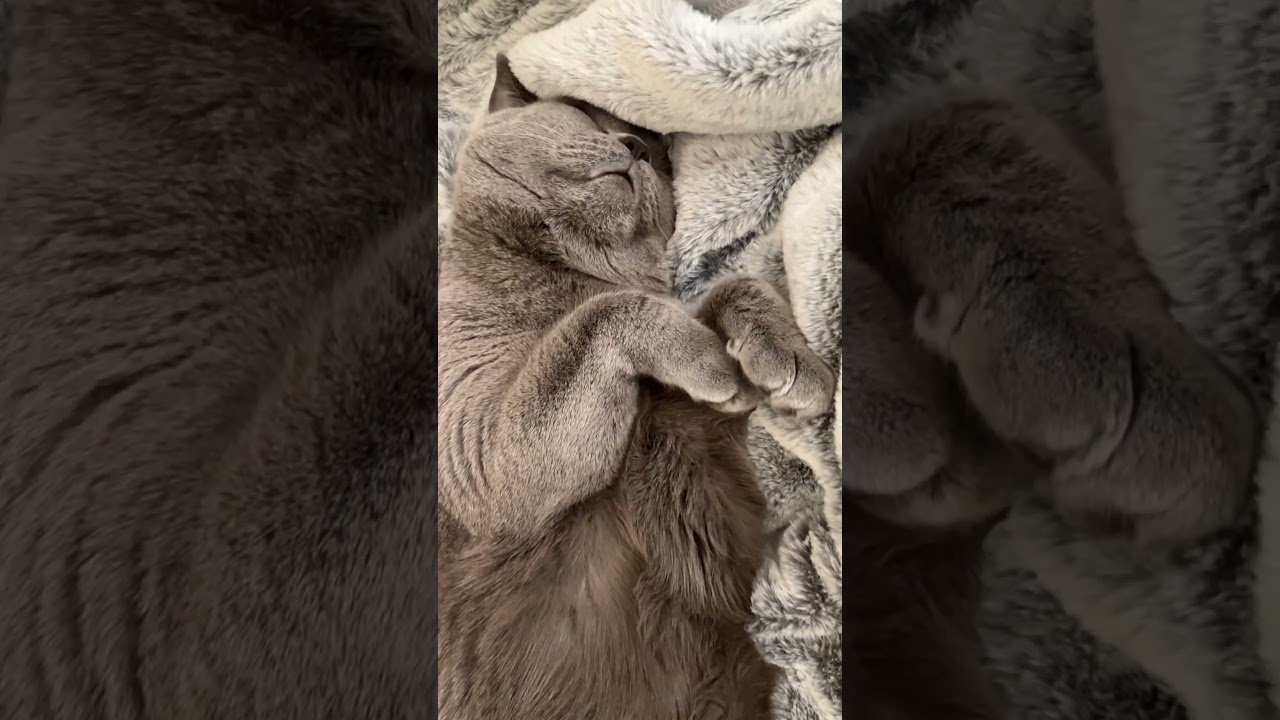 ふわふわ毛布に夢中な猫　#shorts #シャルトリュー