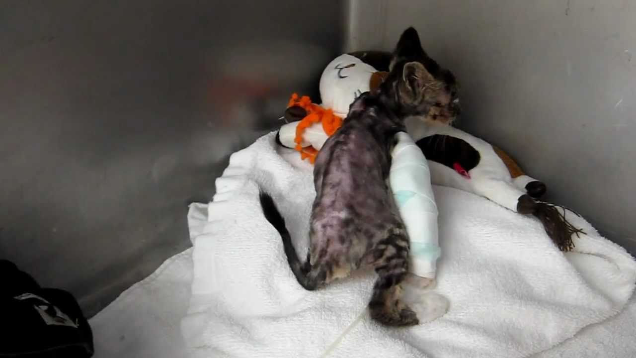 あやめちゃんが動いた