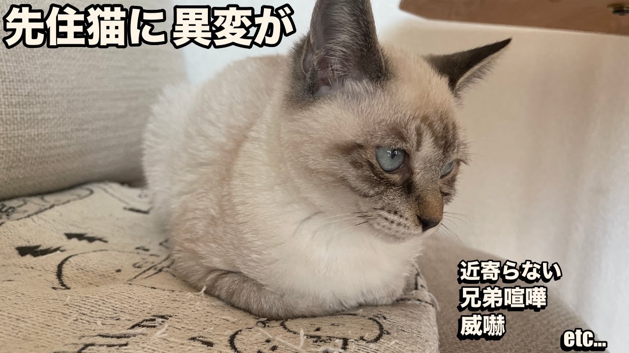 【保護猫】凍えてる子猫を保護したら・・・