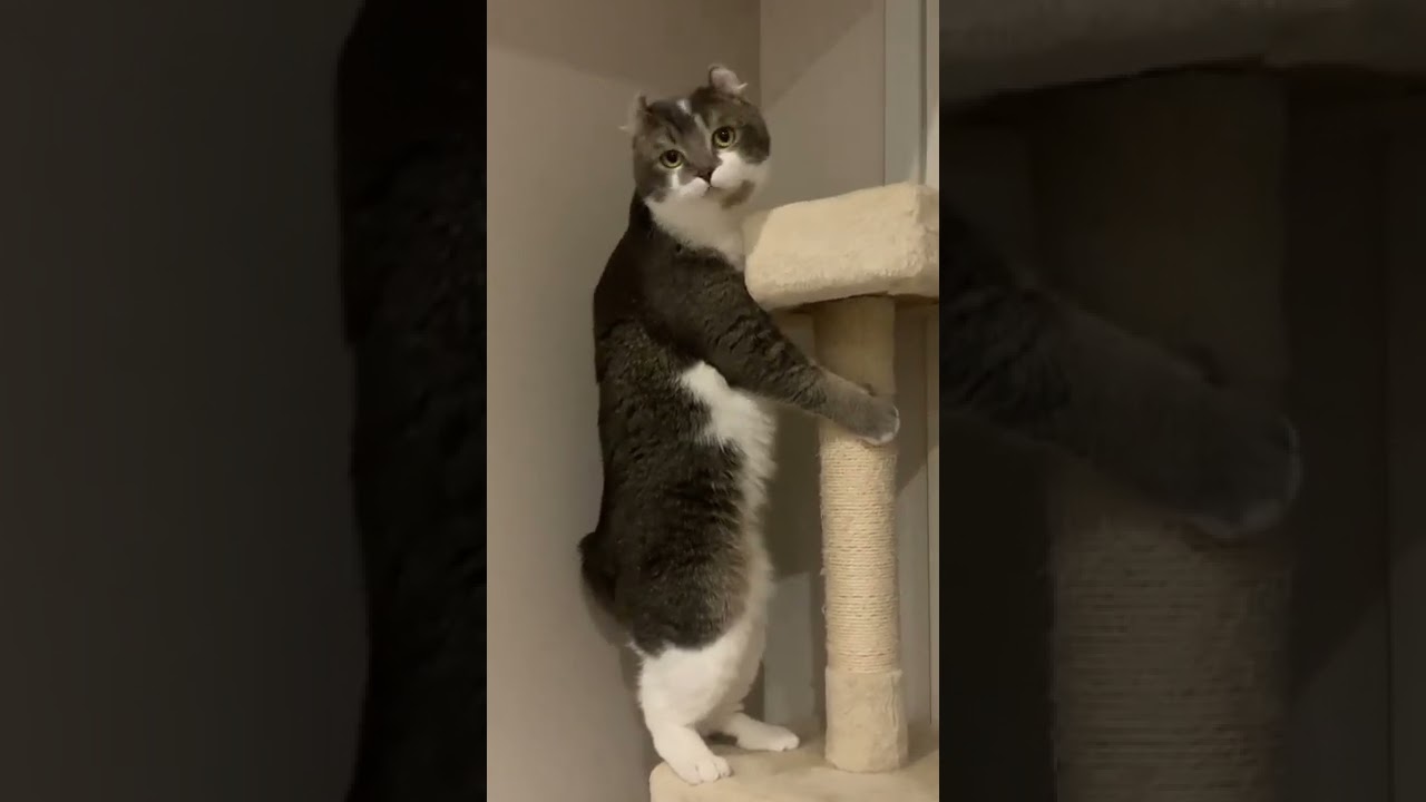【むっちりボディ】おもむろに立ち上がる子猫【アメリカンカール・たぴ】