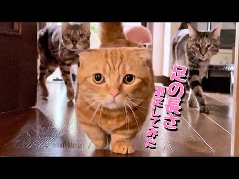超極短足マンチカンの足の長さを計測してみた結果