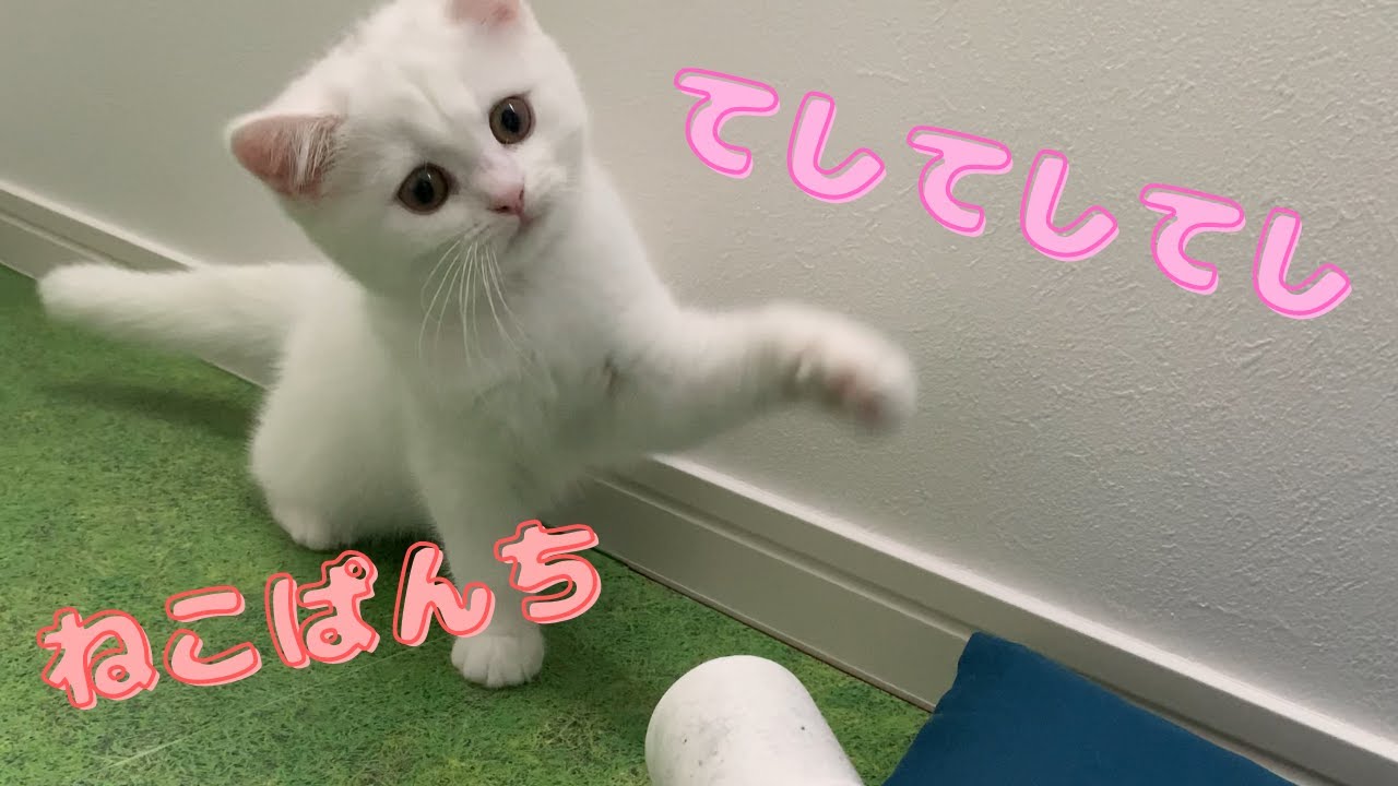 【生後3ヶ月】猫パンチを連打するスコティッシュフォールドの子猫【＃Shorts】