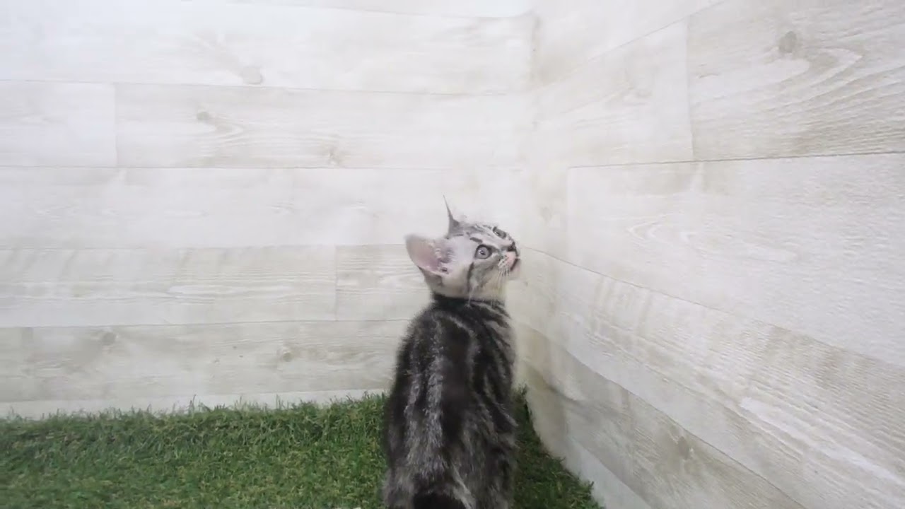 Coo&RIKU　No00590443 アメリカンショートヘアー