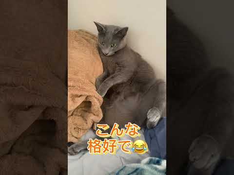 あれまっ【ロシアンブルー】 #Shorts