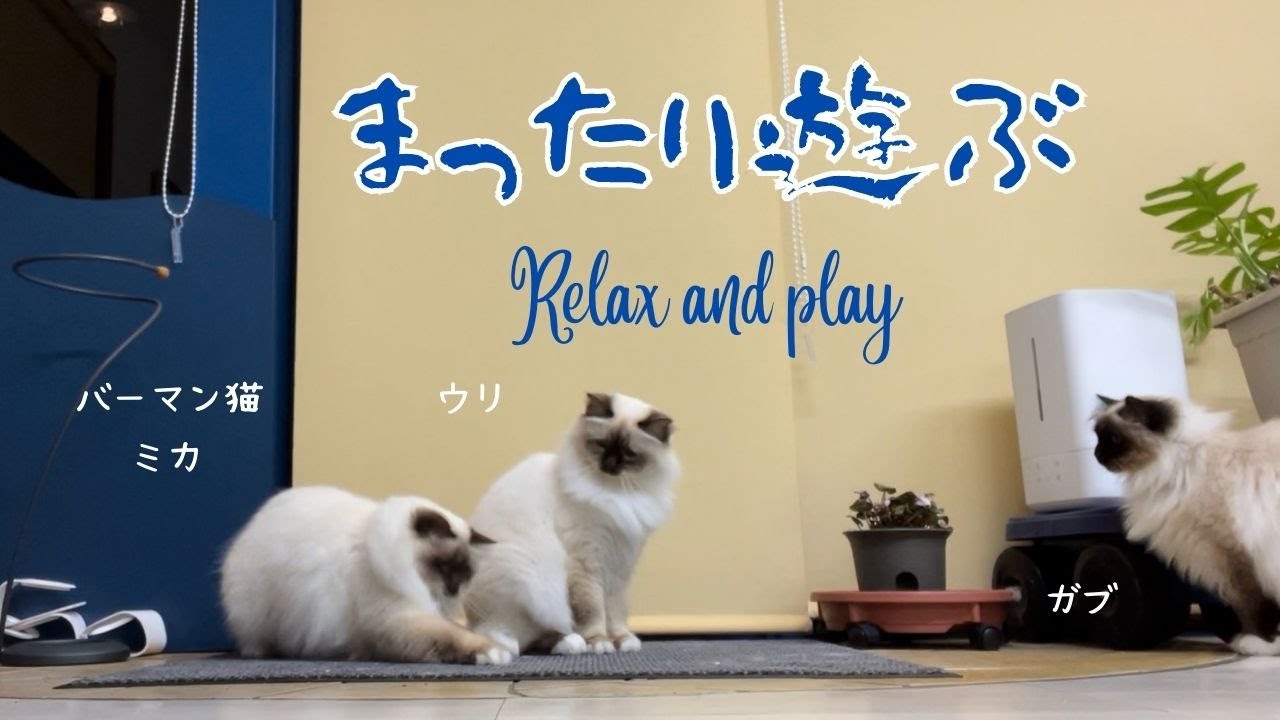 ごはんの後のバーマン猫たち【まったり遊ぶ】Relax and play（バーマン猫）Birman/Cat