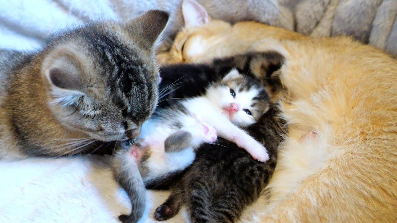 The baby kittens are opening their eyes