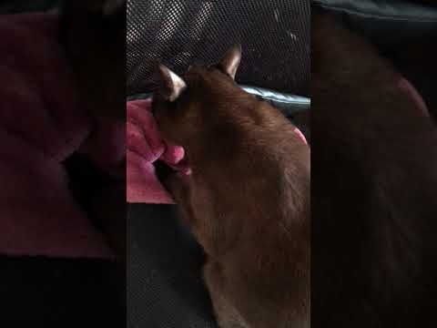 バーミーズ猫のふみふみ