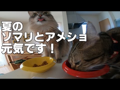 夏のソマリとアメショ　元気です！