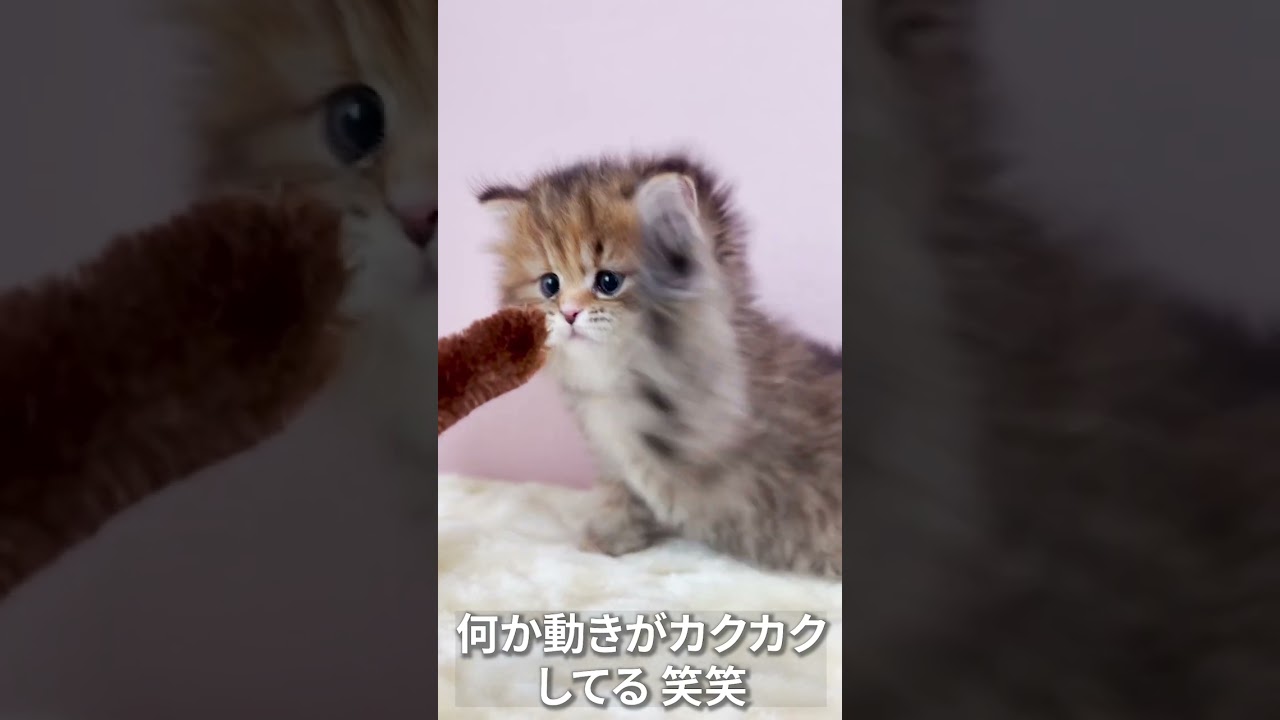 カクカク動く猫ロボ〜✨#マンチカン #マンチカン子猫 #子猫 #shorts #ミヌエット