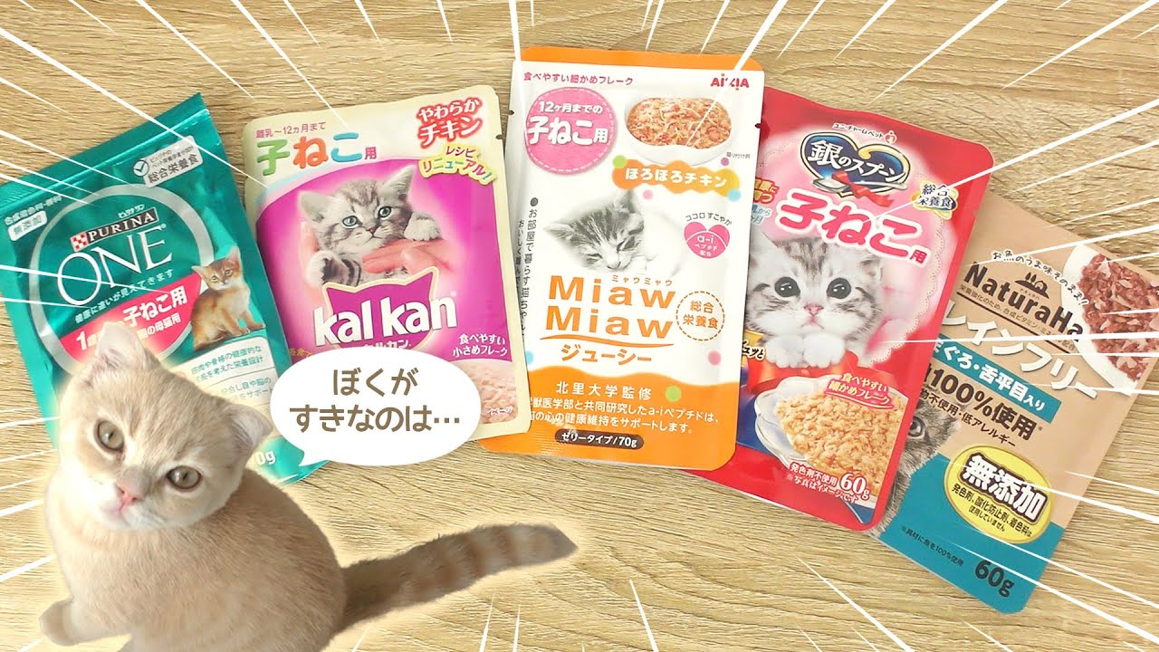 子猫のウェットフードランキング【スコティッシュフォールド】