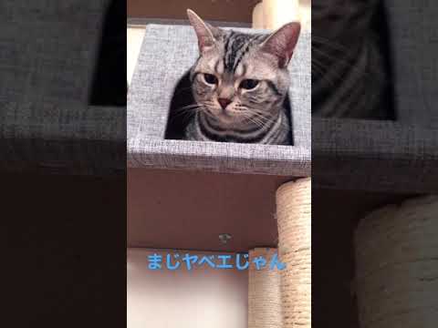 【おまけ動画】何かとはいわんが、、アメリカンショートヘアー