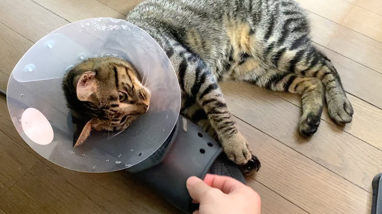 凶暴子猫が枕にしているスリッパを奪い取った結果...