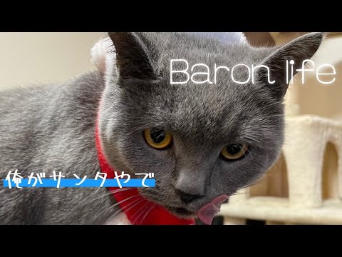 我が家のブリショにサンタコスプレをさせるぞ。【ブリティッシュショートヘア】猫ご飯をあげながら🤗