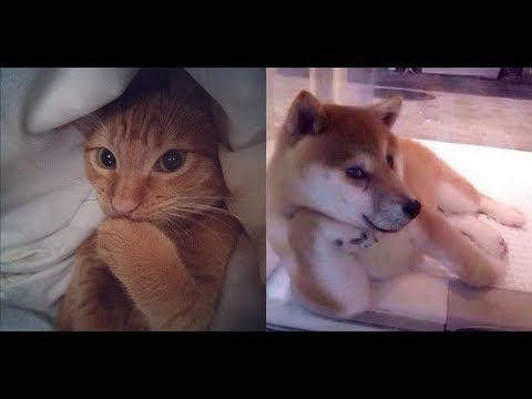 自己主張が激しい動物（猫、犬、イルカetc)たちが面白くてかわいい♡～Assertive cute interesting is fierce cats and dogs and dolphins.