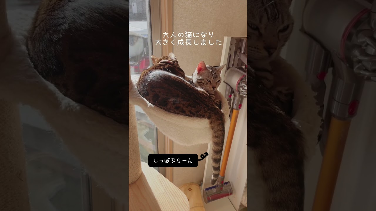 ベンガル猫が成長して巨大になったのが分かります😂#shorts