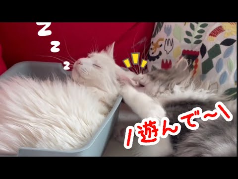【かまってちゃん】ターキッシュアンゴラの耳を噛んで遊んでアピールするノルウェージャン兄弟w